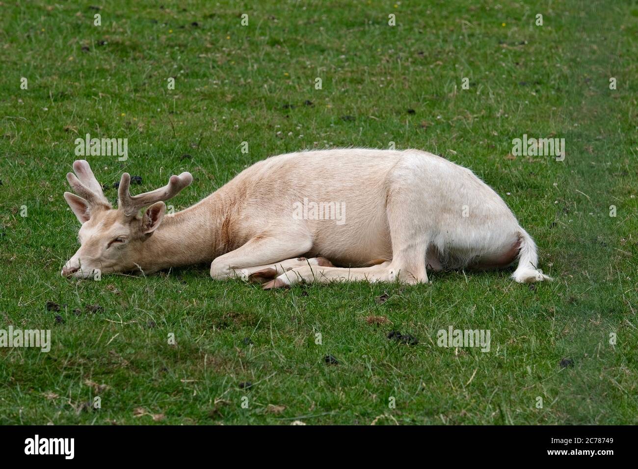 Blanco barbecho ciervo durmiendo Foto de stock