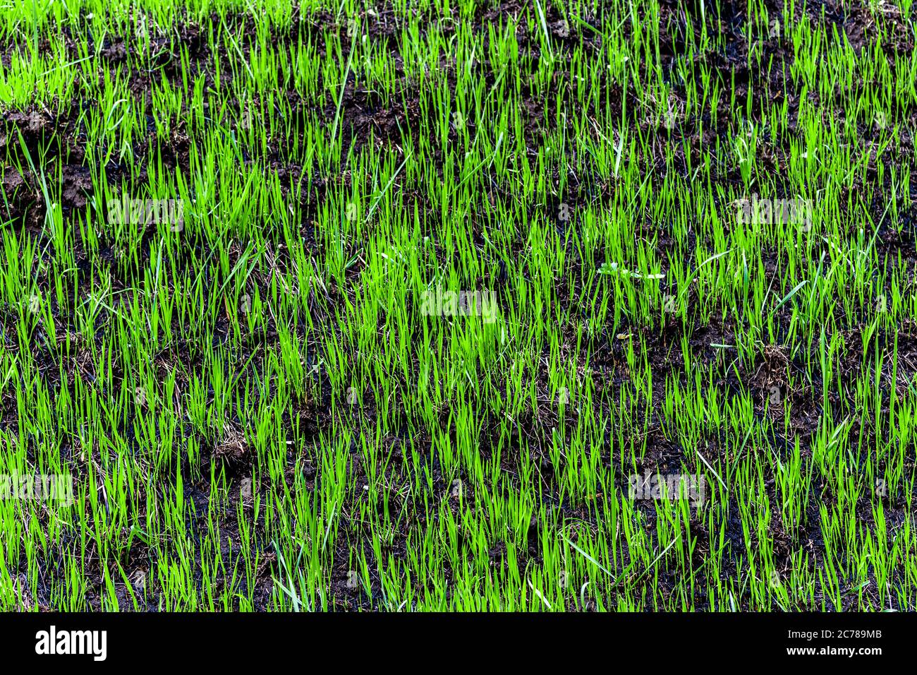 Hierba verde brotada en la tierra quemada en la primavera. El concepto de crecimiento, desarrollo de nuevas vidas y superación de barreras. De cerca. Foto de stock