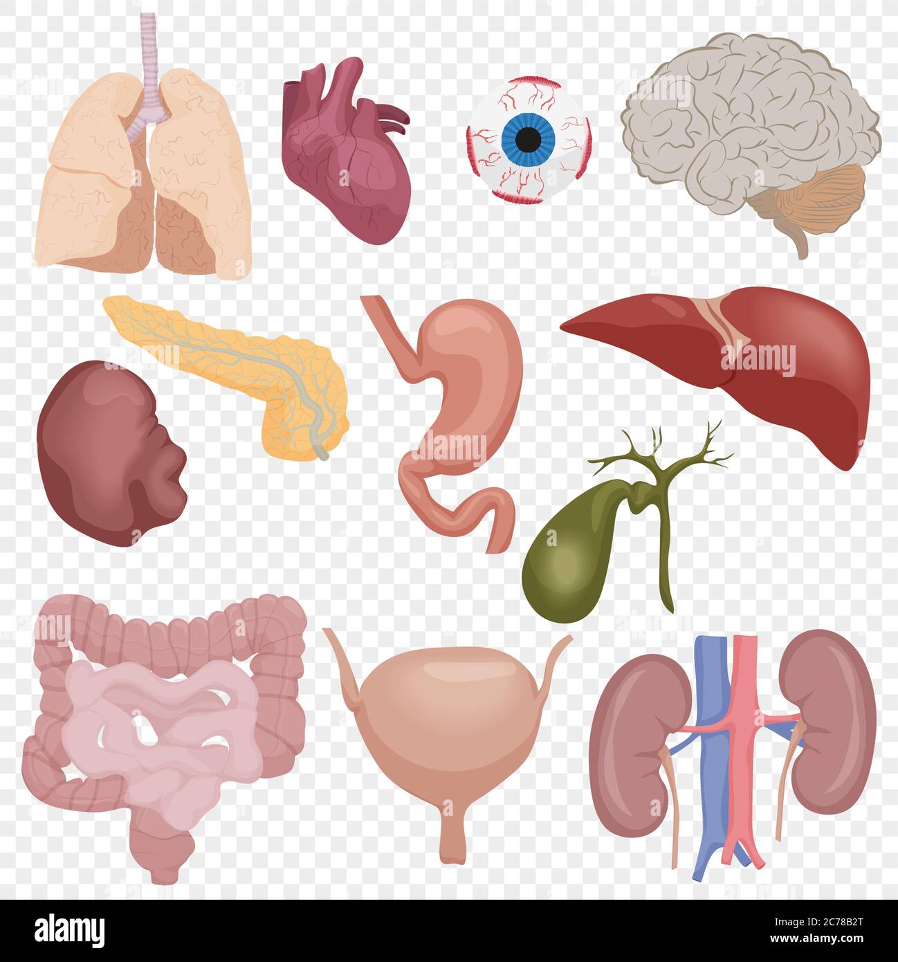 Partes internas del cuerpo humano órganos establecidos aislados sobre el  fondo transperante Imagen Vector de stock - Alamy