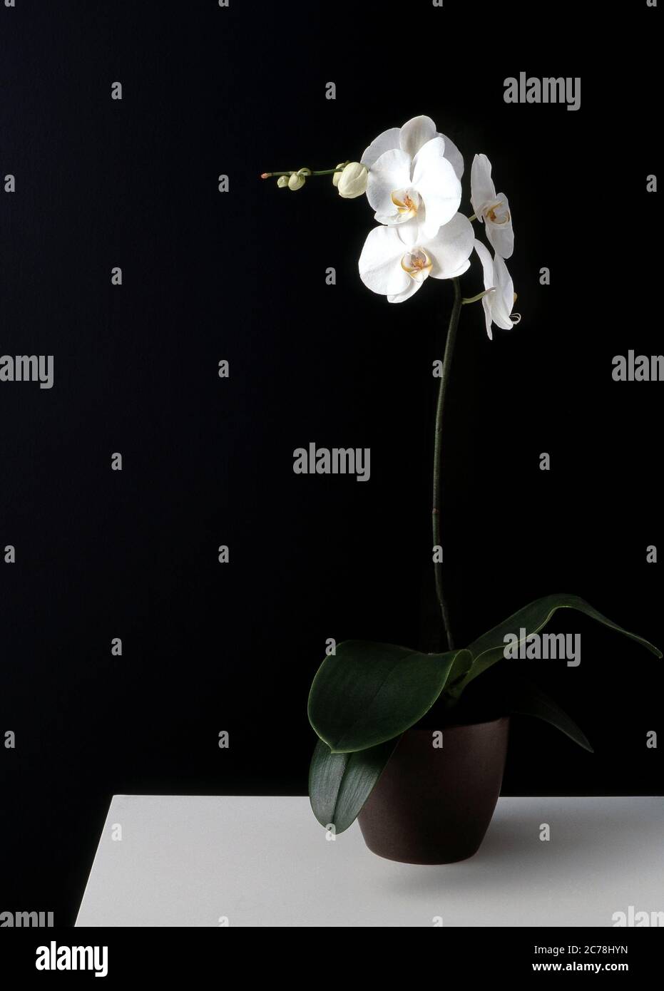 Las Orchidaceae son una familia diversa y extendida de plantas con flores, con flores que a menudo son coloridas y fragantes Foto de stock