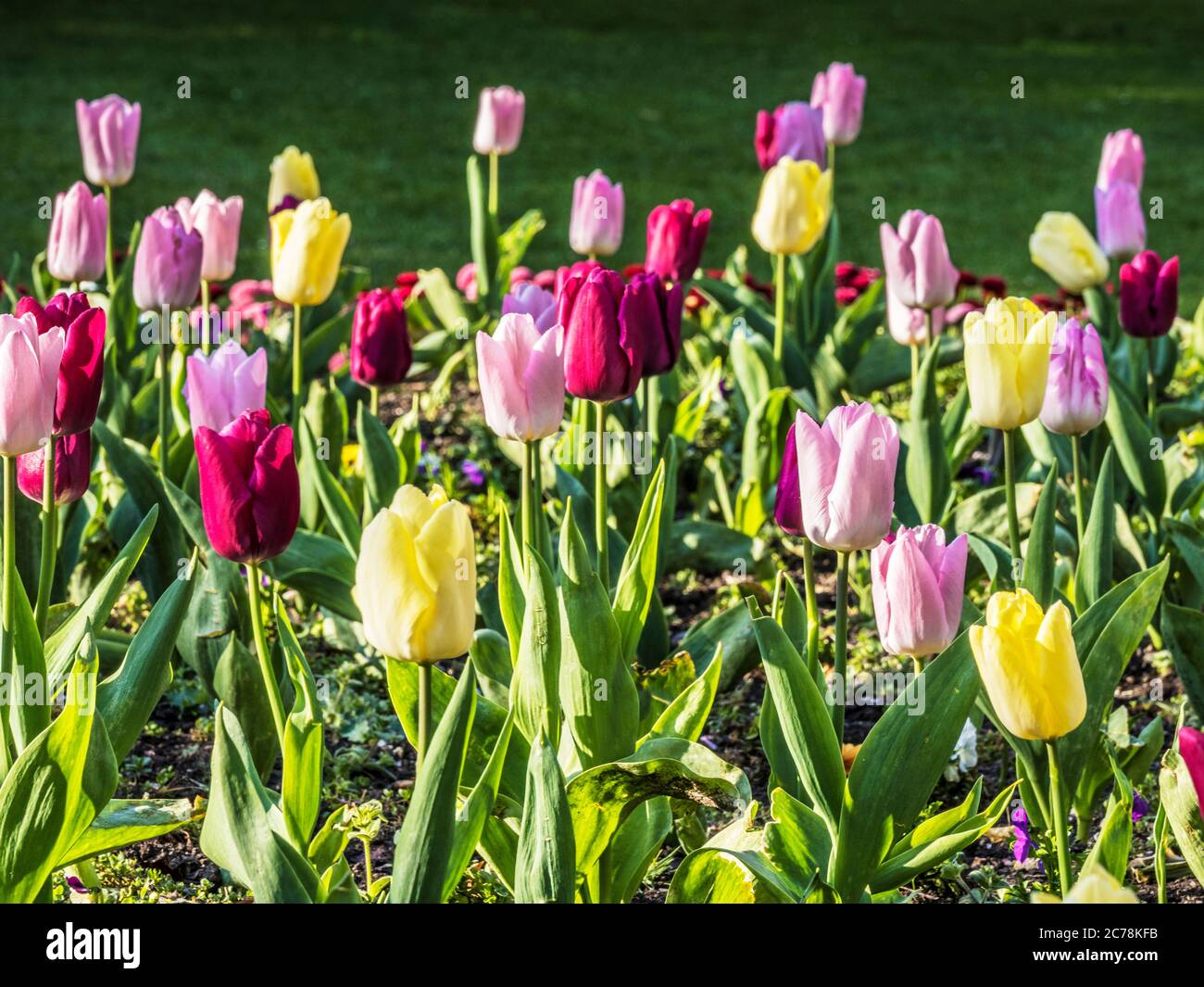 Tulipanes amarillos, rosados y púrpura en un lecho de flores de primavera. Foto de stock
