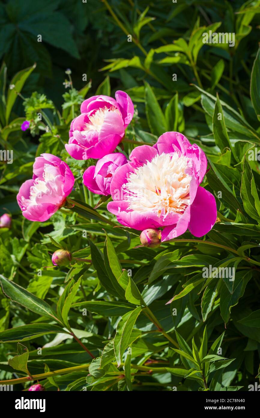 Peonías herbáceas fotografías e imágenes de alta resolución - Alamy