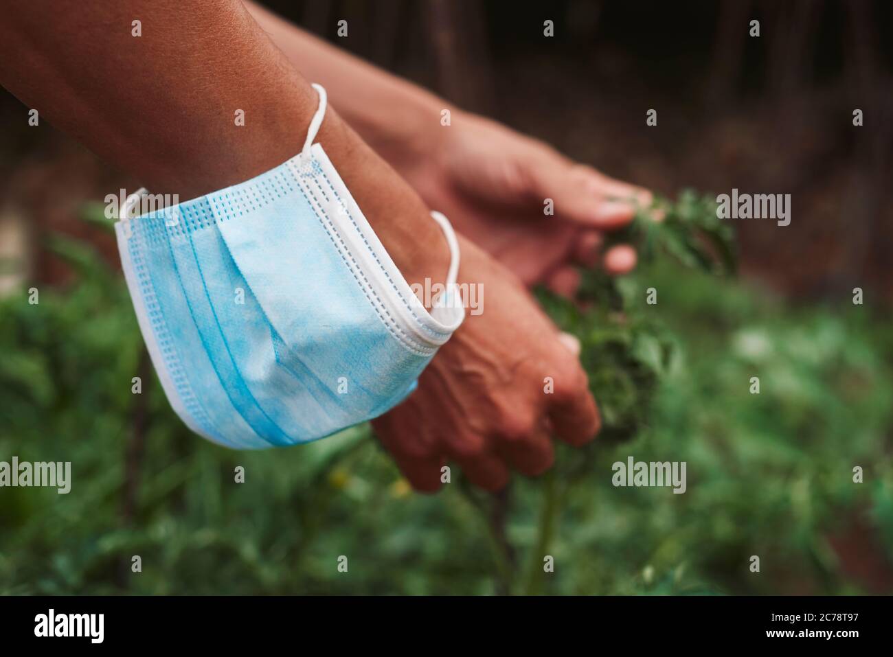 cierre de un joven campesino en un huerto orgánico con su mascarilla quirúrgica en la muñeca mientras toma un respiro de la ropa Foto de stock