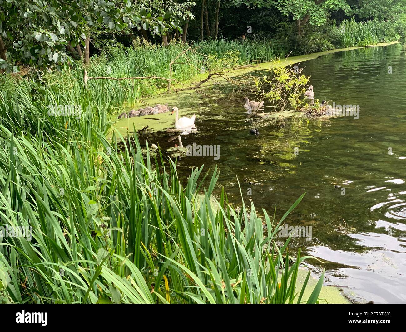 Algas en Perch Pond, Wanstead Park, Epping Forest, Londres Foto de stock