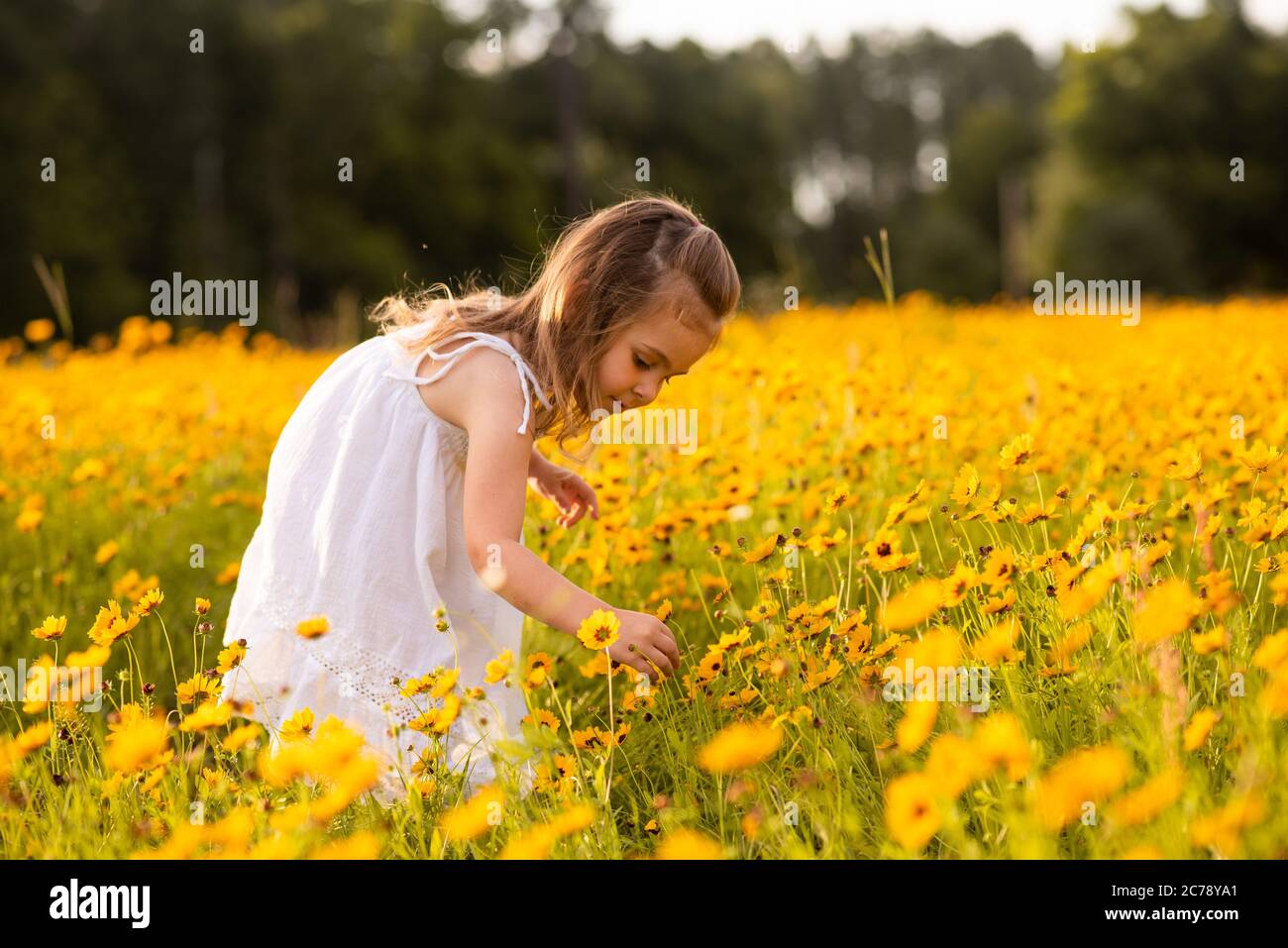 Niña pequeña en un vestido blanco recogiendo flores en un ojo negro Susan  campo de flores. Niño en un prado de flores al atardecer con flores  amarillas Fotografía de stock - Alamy