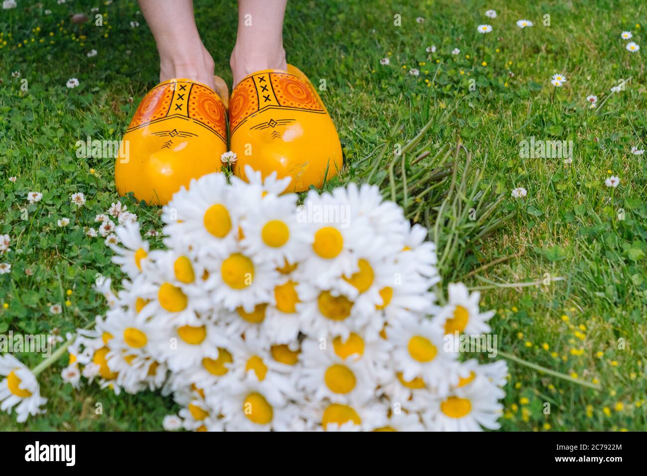 Ramo de flores hermosas margaritas blancas en el jardín de verano.  Camomilos en hierba verde. Mujeres vestidas con vestido blanco y zapatos  tradicionales holandeses de madera - zuecos amarillos (klompen) en el