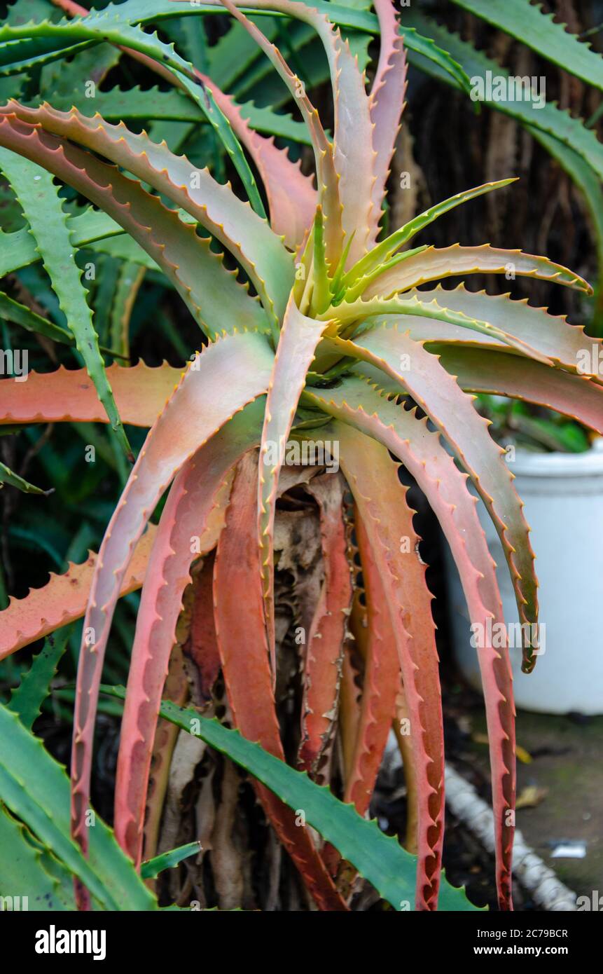 arbusto rojo de planta de aloe vera con fondo verde Fotografía de stock -  Alamy