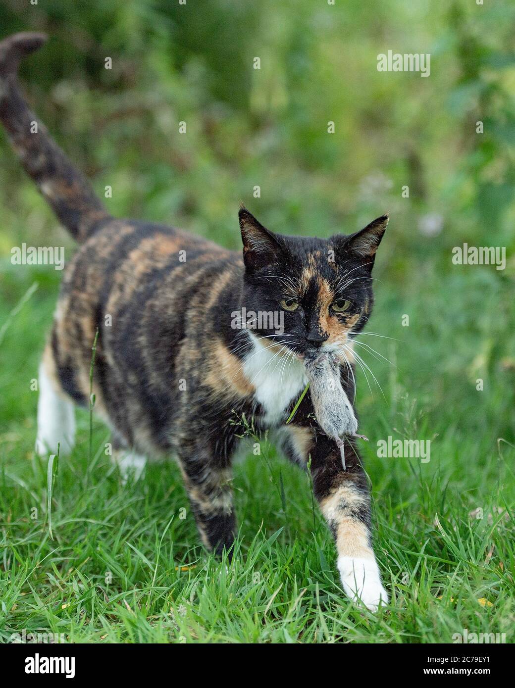 gato llevando el ratón vole que ha capturado Foto de stock