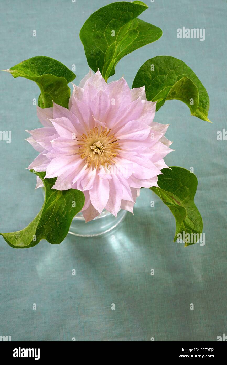 Una flor doble rosa clematis en un jarrón Foto de stock