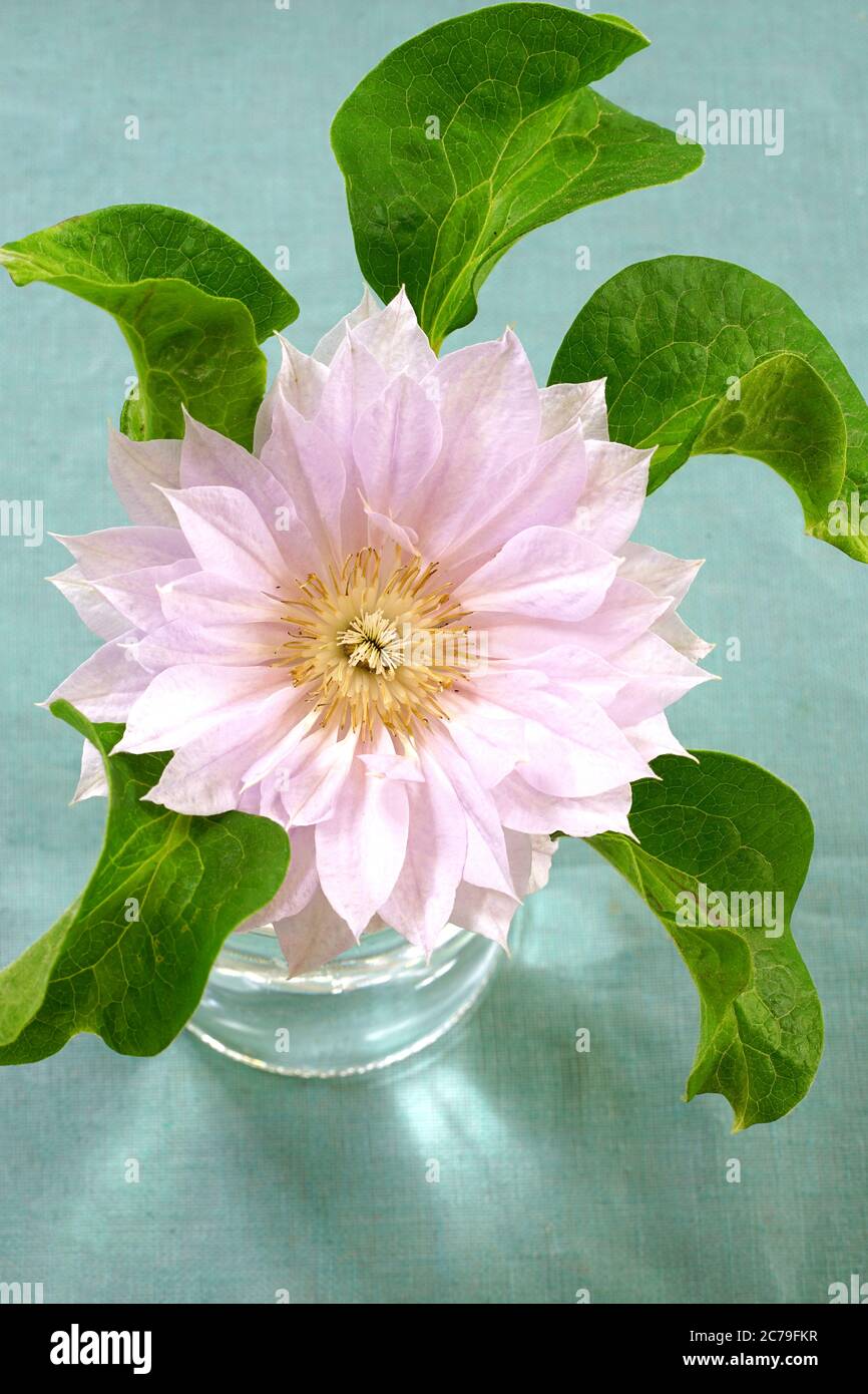 Una flor doble rosa clematis en un jarrón Foto de stock