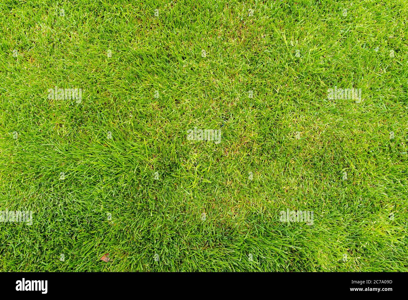 Césped para un campo de fútbol de entrenamiento, campos de golf césped patrón texturizado. Foto de stock