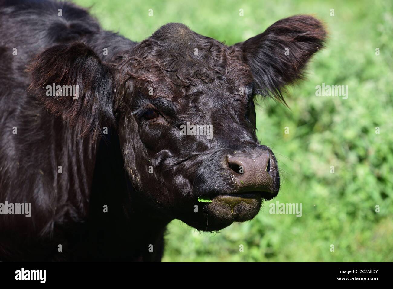 Un joven ganado negro Angus se encuentra en un pasto y mira a la cámara Foto de stock