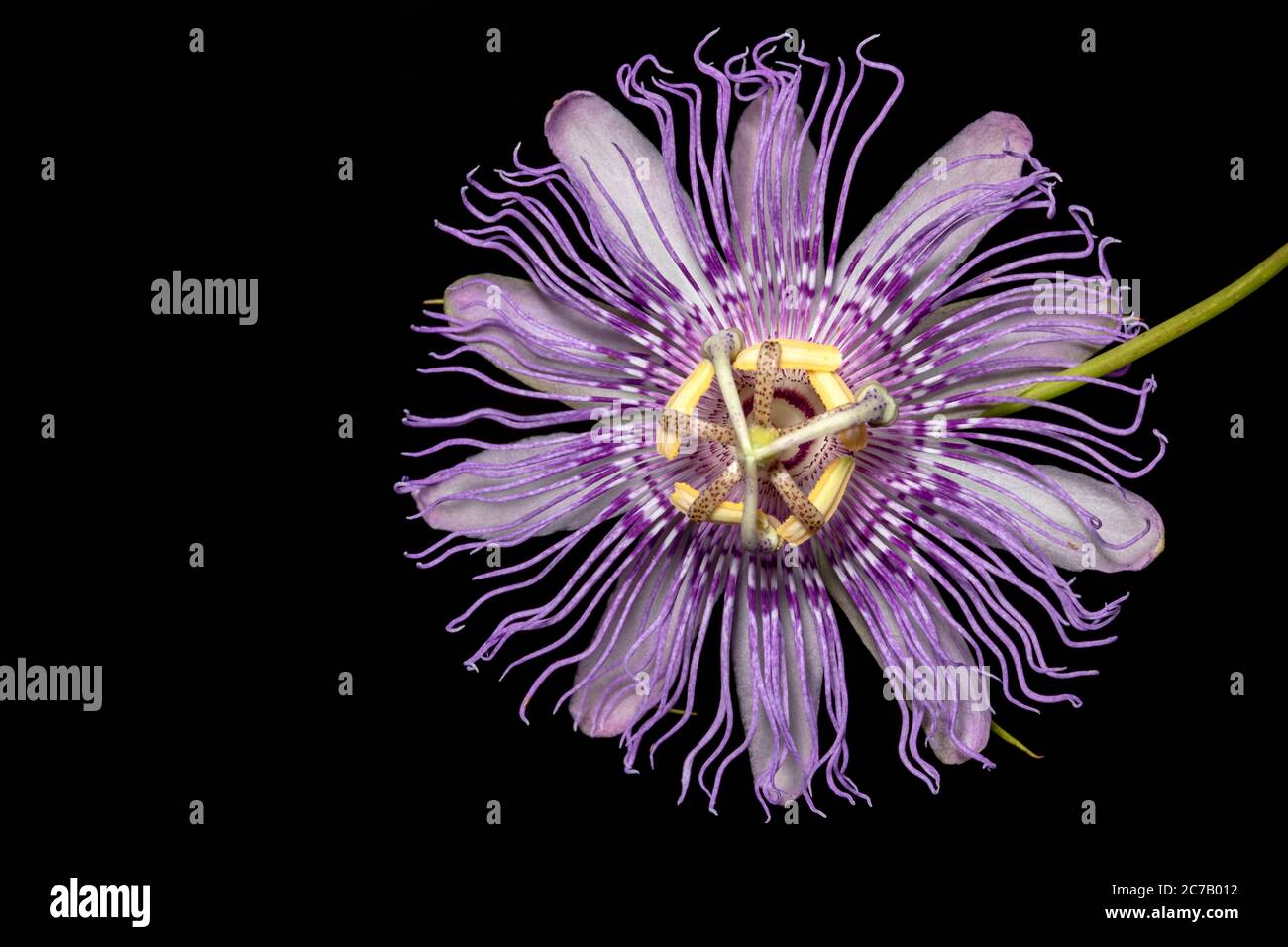 Primer plano de Maypop o Pasionflower púrpura (Passiflora encarnata) - Brevard, Carolina del Norte, EE.UU Foto de stock