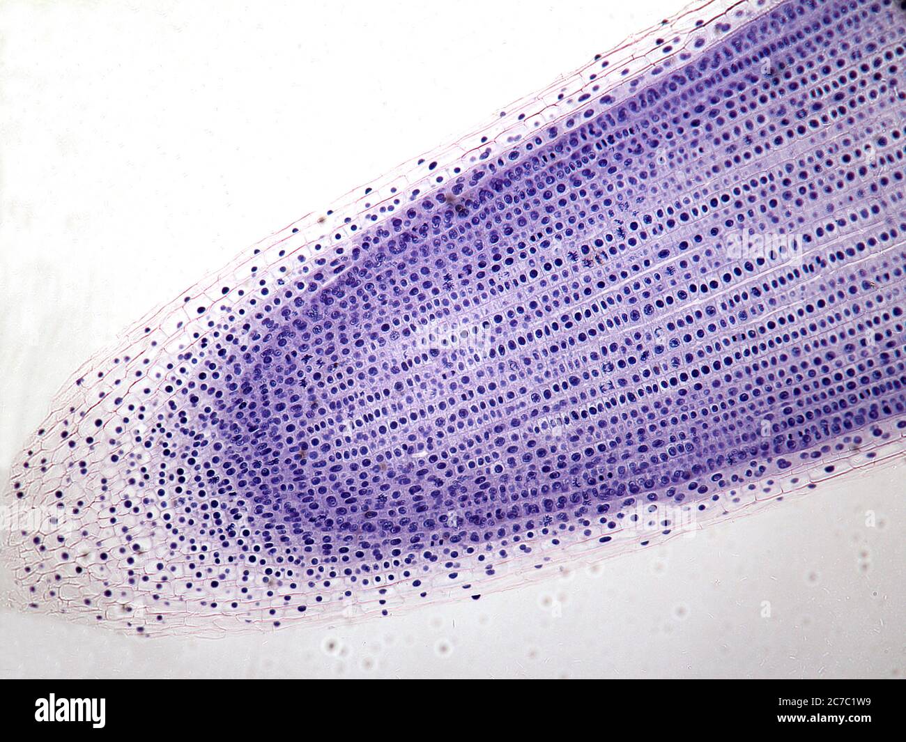 Mitosis de cebolla fotografías e imágenes de alta resolución Alamy