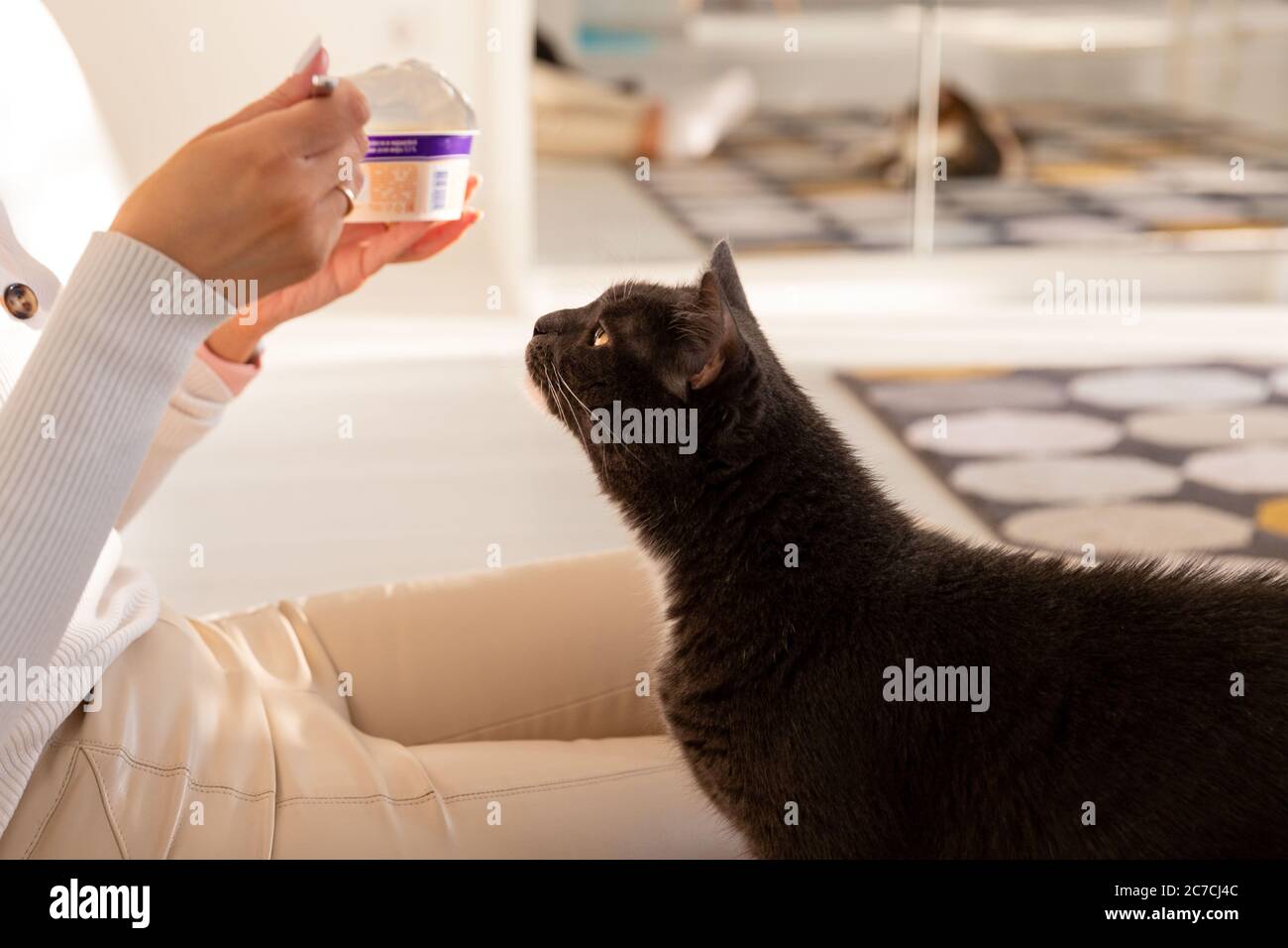 Gato negro pide comida de su dueño comiendo yogur, mira cada acción, sentado en el suelo en la sala de estar, enfoque selectivo Foto de stock