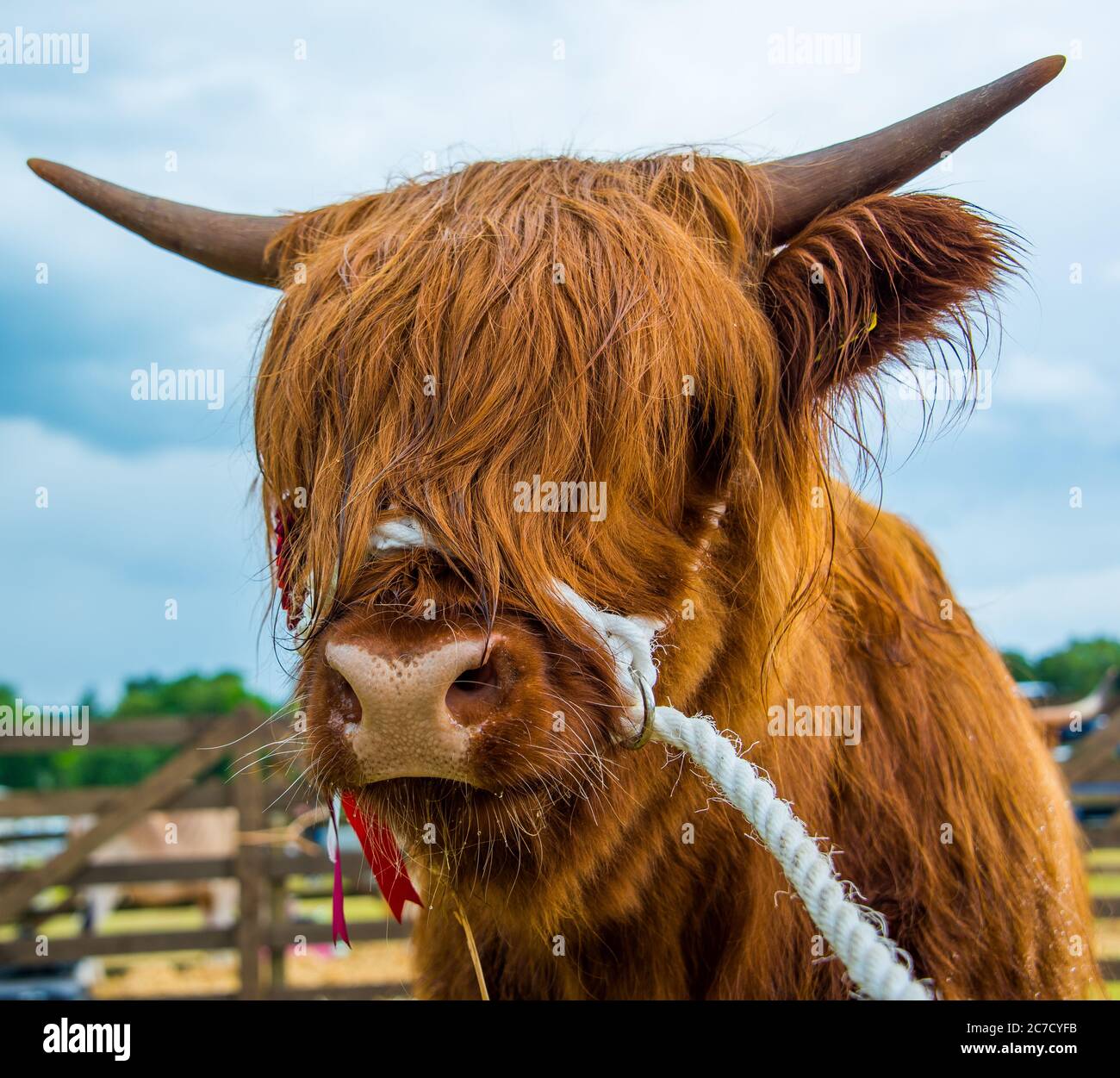 Ganadora de un premio highland vaca en un país local show en Escocia Foto de stock
