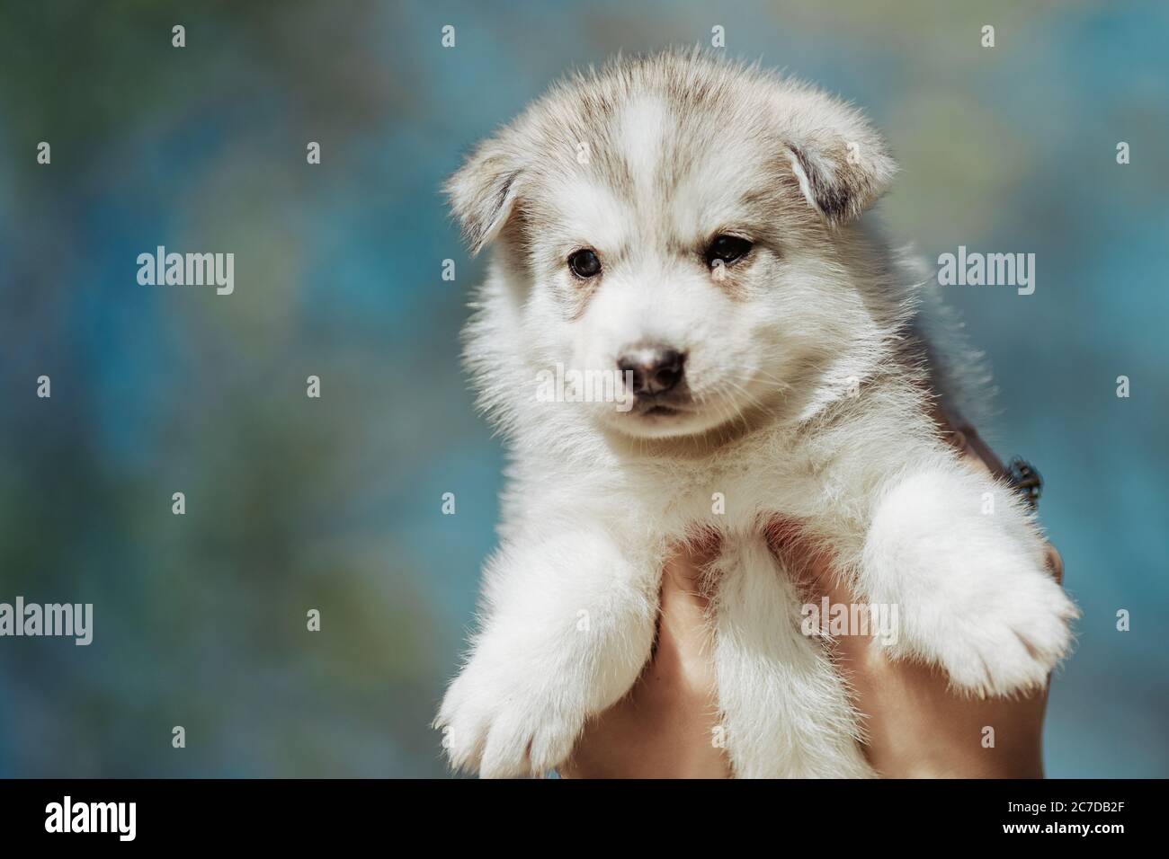 Cachorro Husky Recien Nacido Fotos E Imagenes De Stock Alamy
