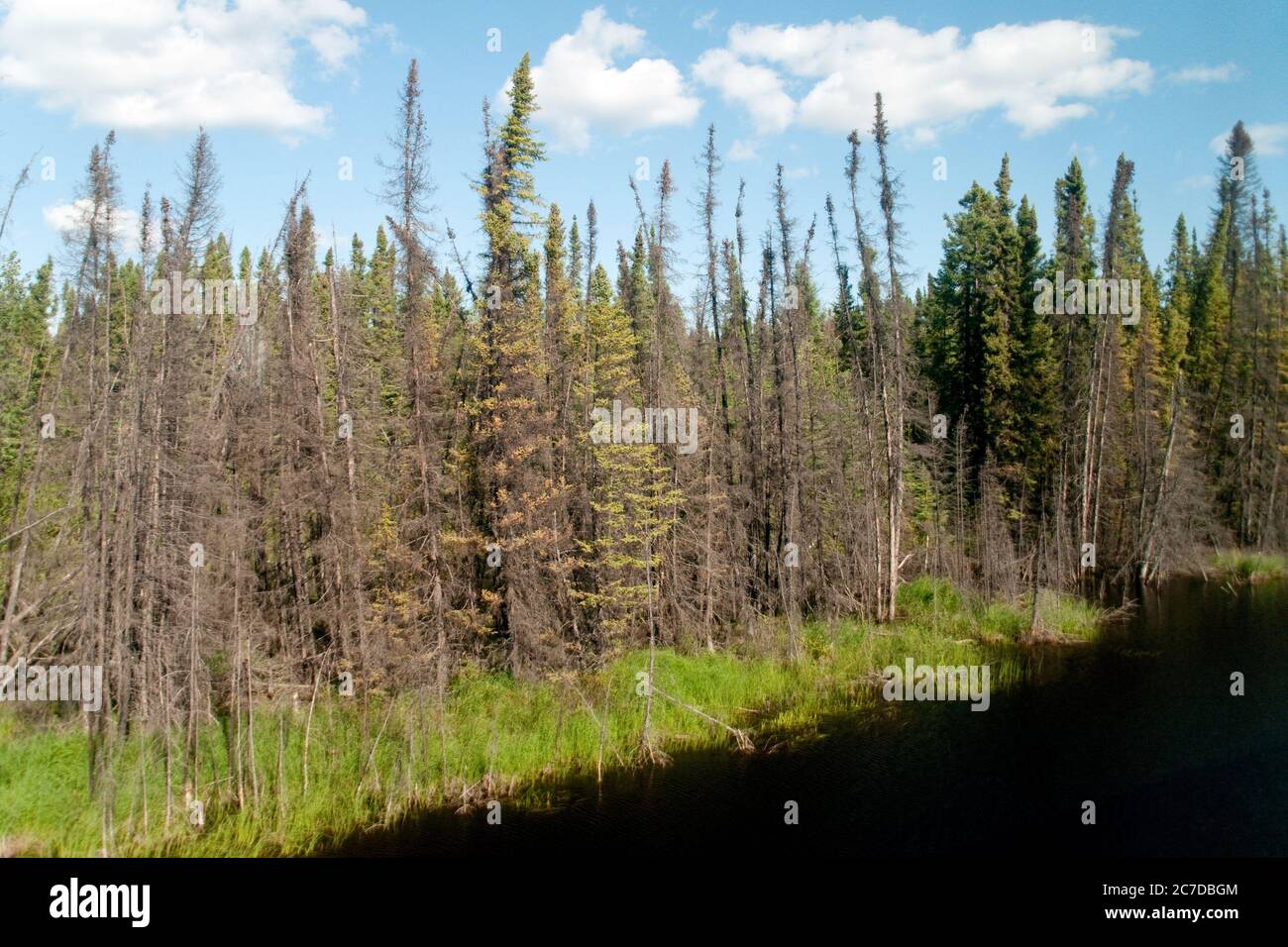 Humedales, pantanos y bosques de coníferas en el bosque boreal remoto desierto cerca de las Pas, norte de Manitoba, Canadá. Foto de stock