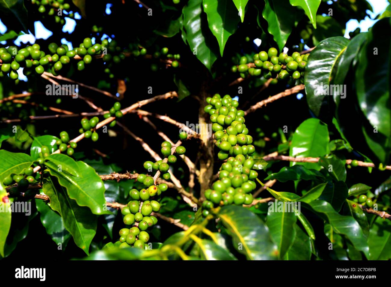 Granos de café orgánicos brasileños en el arbusto, Chapada Diamantina, Bahía, Brasil Foto de stock