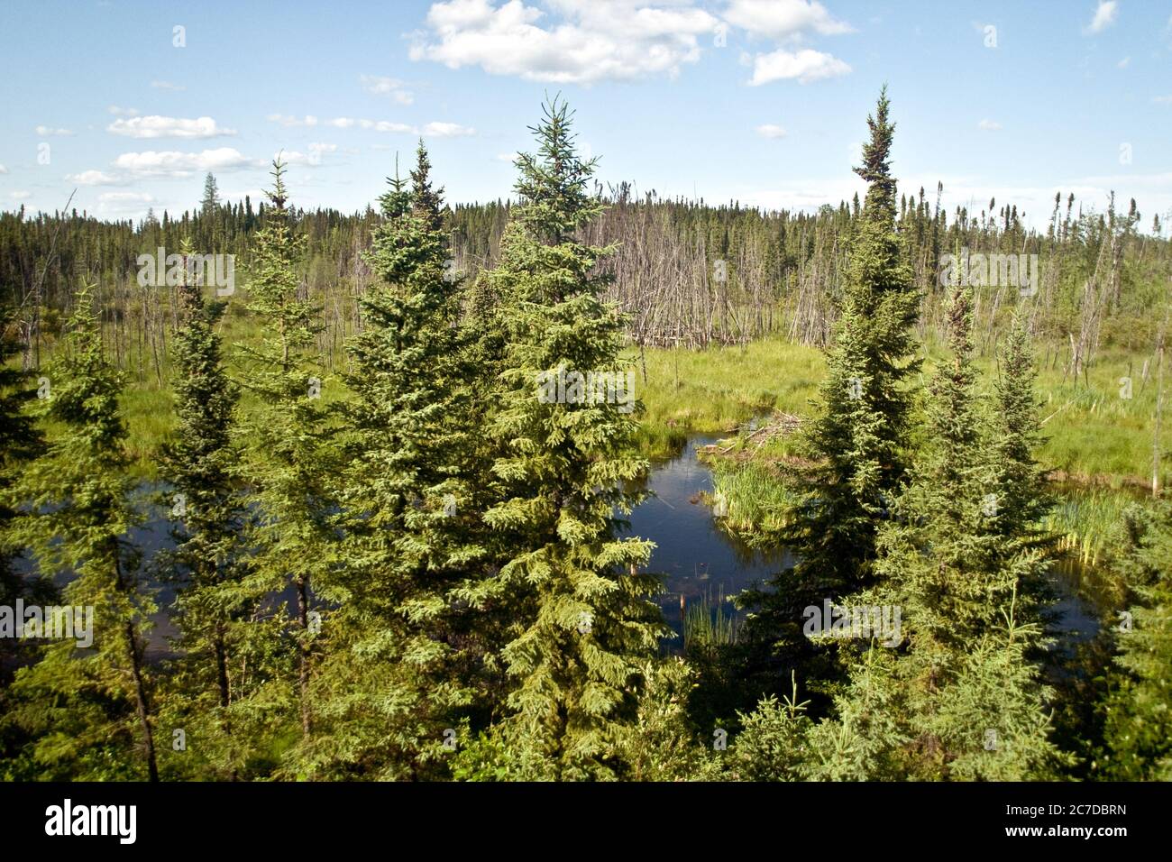 Humedales, pantanos y bosques de coníferas en el bosque boreal remoto desierto cerca de las Pas, norte de Manitoba, Canadá. Foto de stock