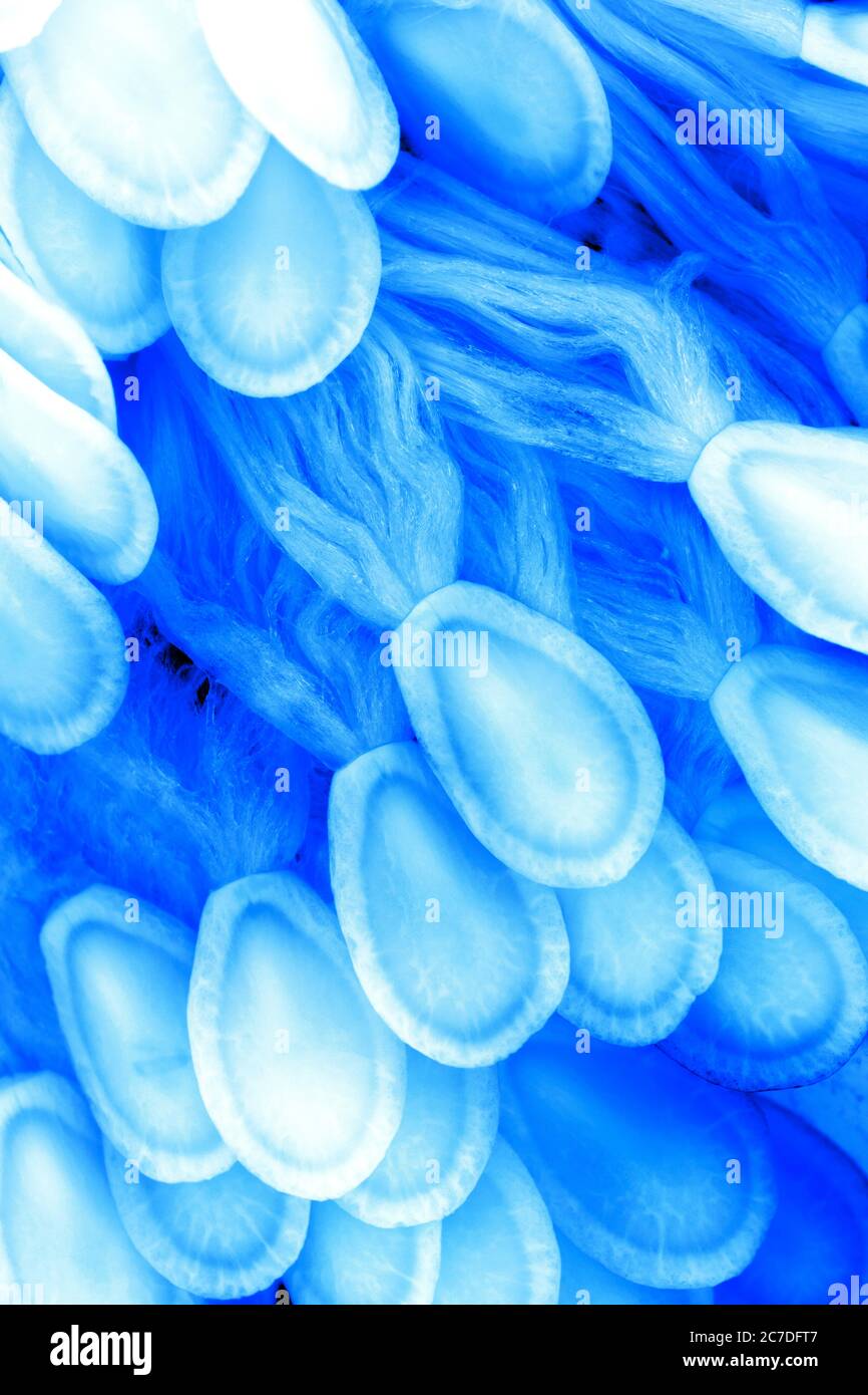 Foto macro de semillas de maleza azul y púrpura iluminadas flotando en el agua. Los iluminé desde abajo para darle una mirada acuática surrealista. Foto de stock