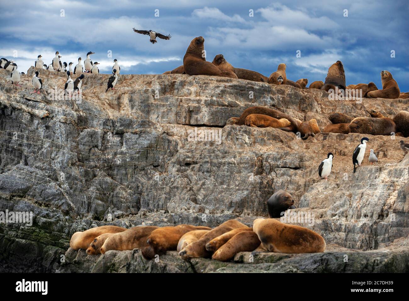 Colonia de Cormoranes del Rey y Leones Marinos en el crucero del Canal Beagle en el Parque Nacional Tierra del Fuego, Ushuaia, Argentina. Foto de stock