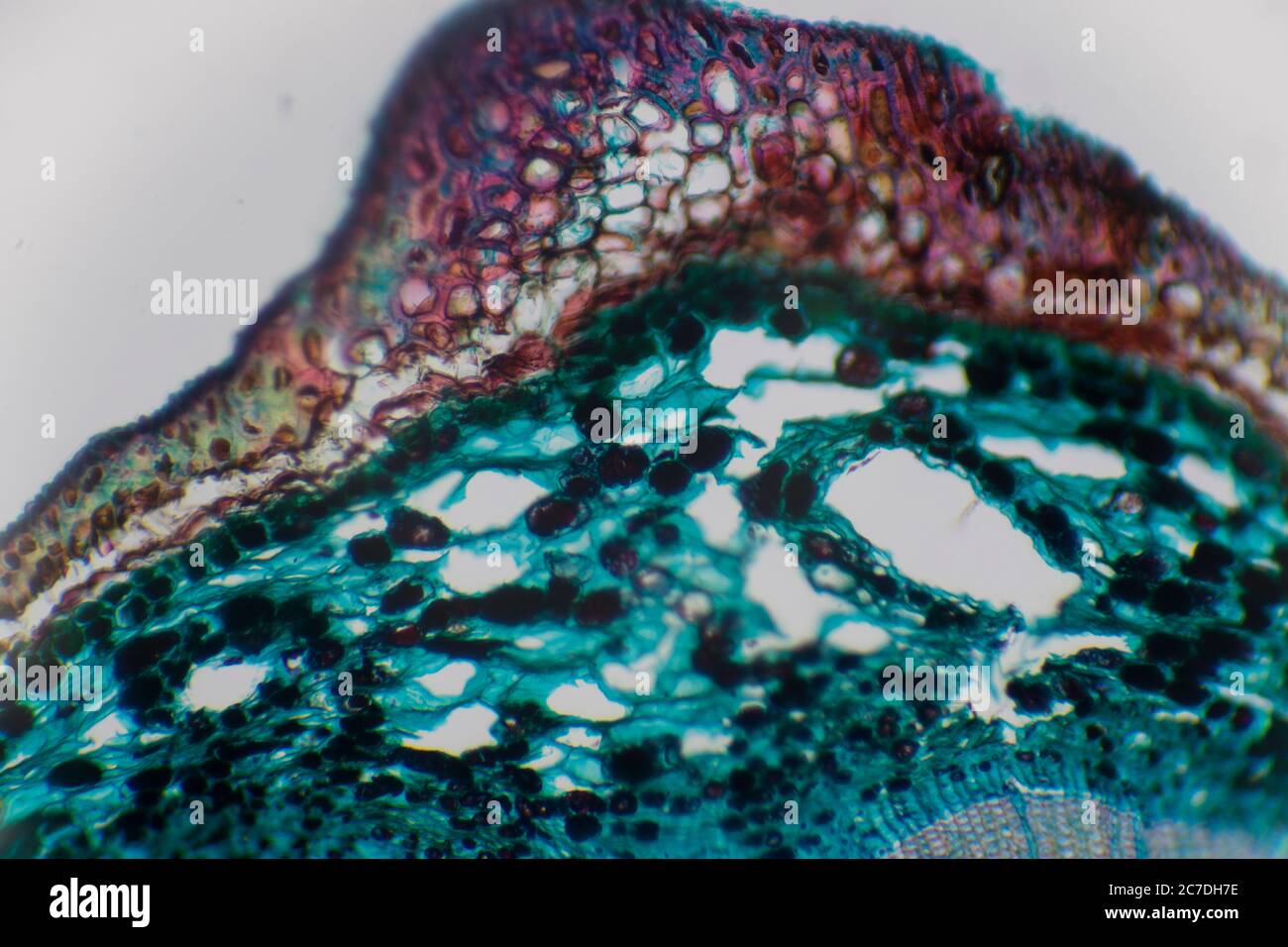 Fotografía microscópica de una célula vegetal con colores rojos y verdes y texturas celulares. Foto de stock