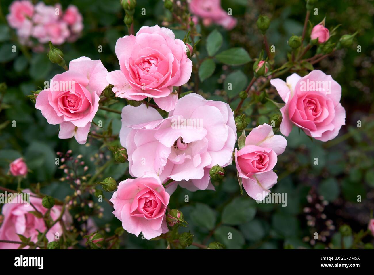 Cierre de un racimo de rosas dobles rosadas floreciendo en verano Foto de stock