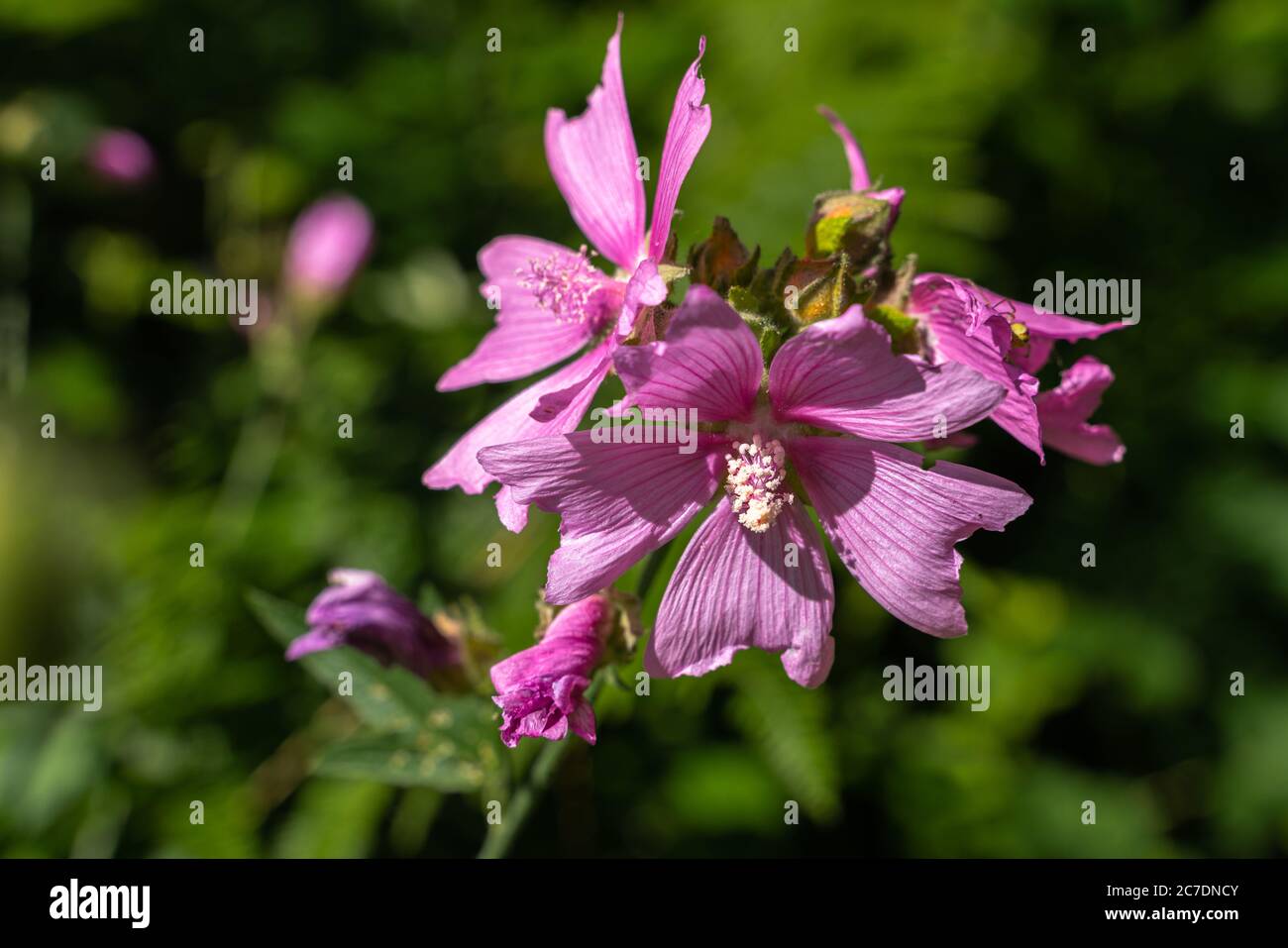 Floreciendo Malva sylvestris, flor en primer plano de hierba, enfoque selectivo. Foto de stock