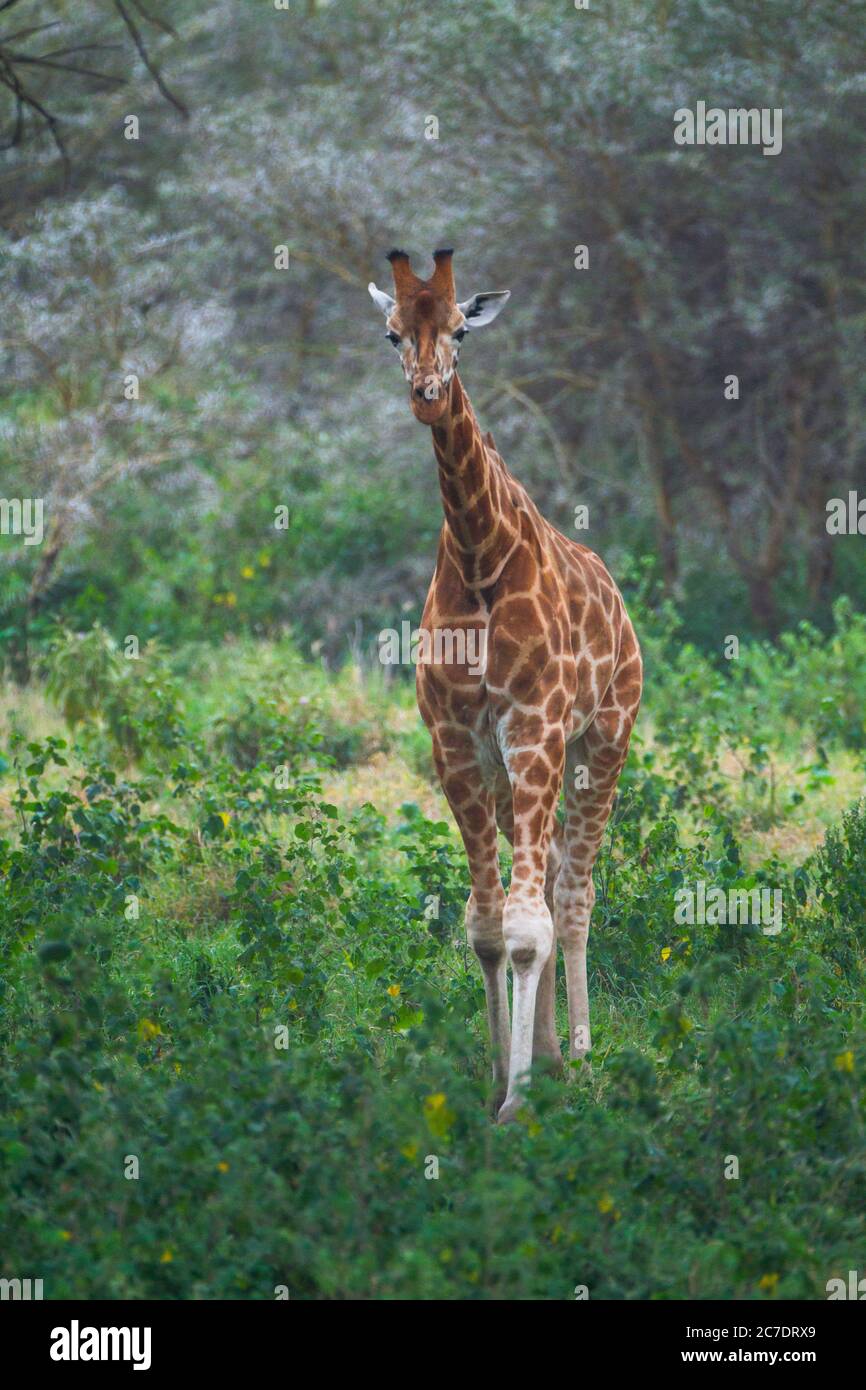 Jirafa de Rothschild (Giraffa camelopardalis rothschildi) Foto de stock
