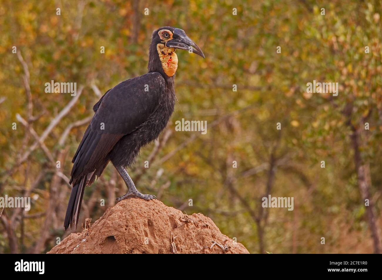 Hornbill de Tierra Sur inmaduro Bucorvus leadbeateri 10677 Foto de stock