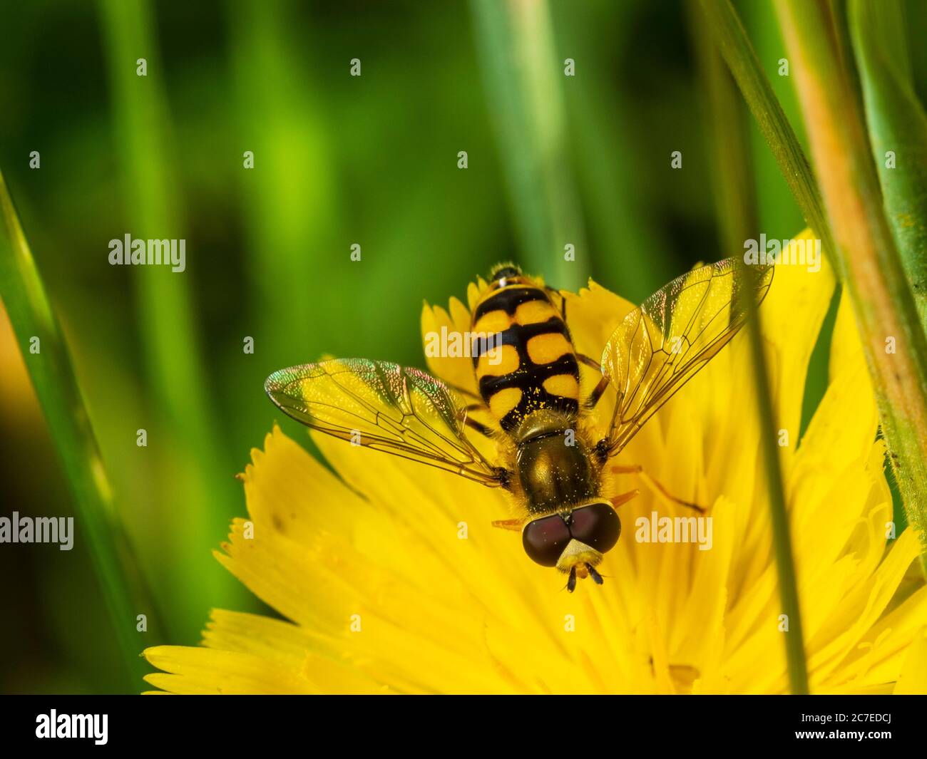 La avispa negra y amarilla femenina imita el hoverfly británico, Eupeodes corollas, alimentándose de una flor de la alga Foto de stock
