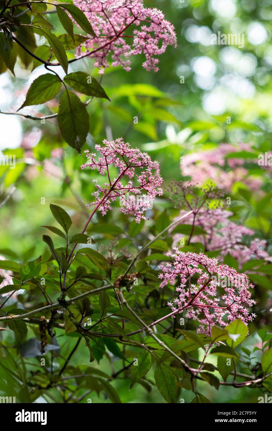 Sambucus nigra f porphyrophylla gerda. Élder 'Gerda'. Anciano negro en flor Foto de stock