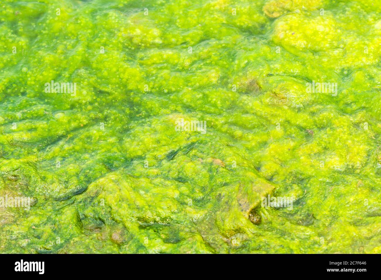 Verde slimo de algas en el lago Foto de stock
