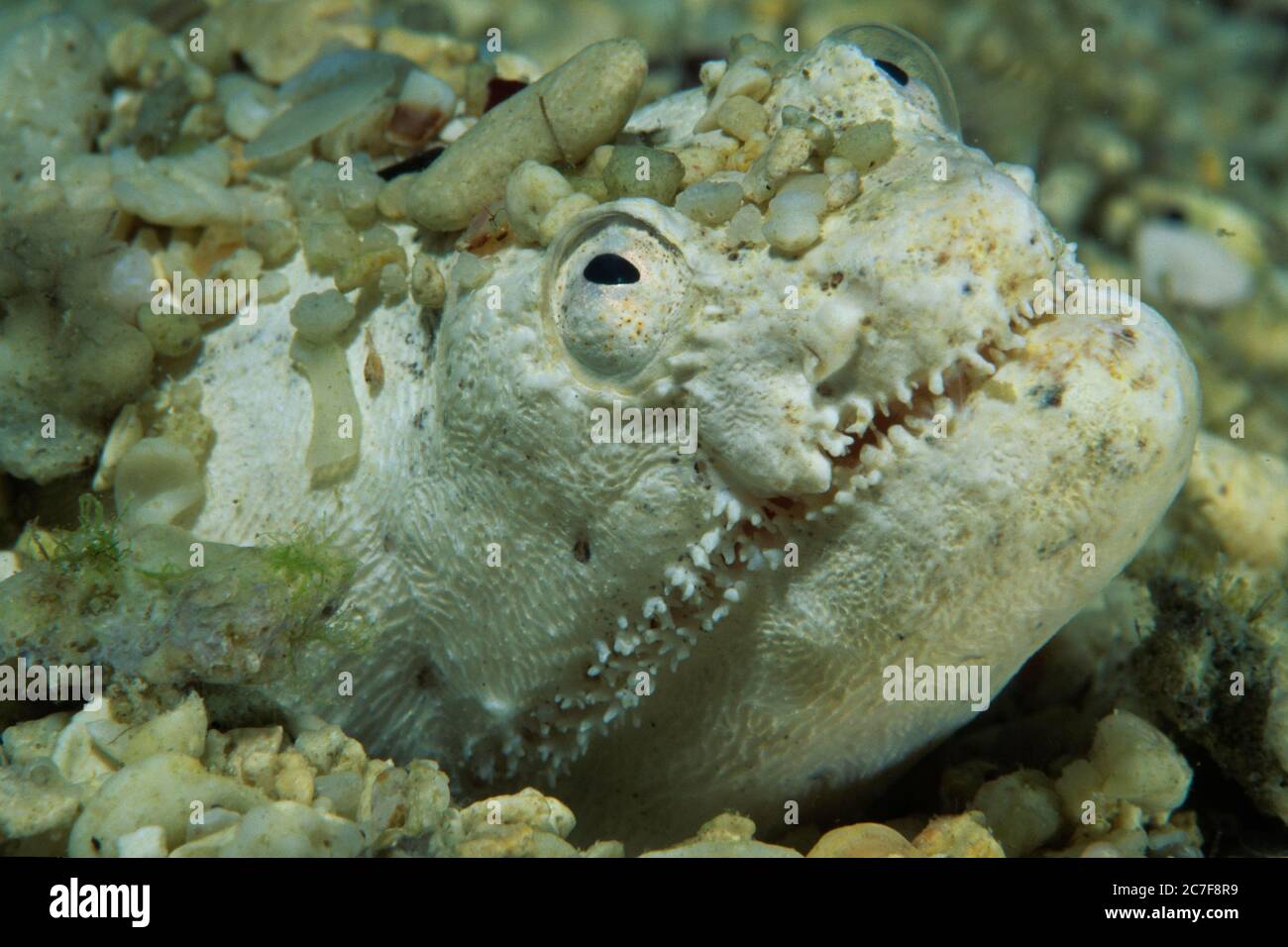 Anguila de serpiente de cocodrilo (Brachysomehis crocodiluus) camuflada en  grava, retrato, Sabang, Mindoro, Lago Sulu, Filipinas Fotografía de stock -  Alamy