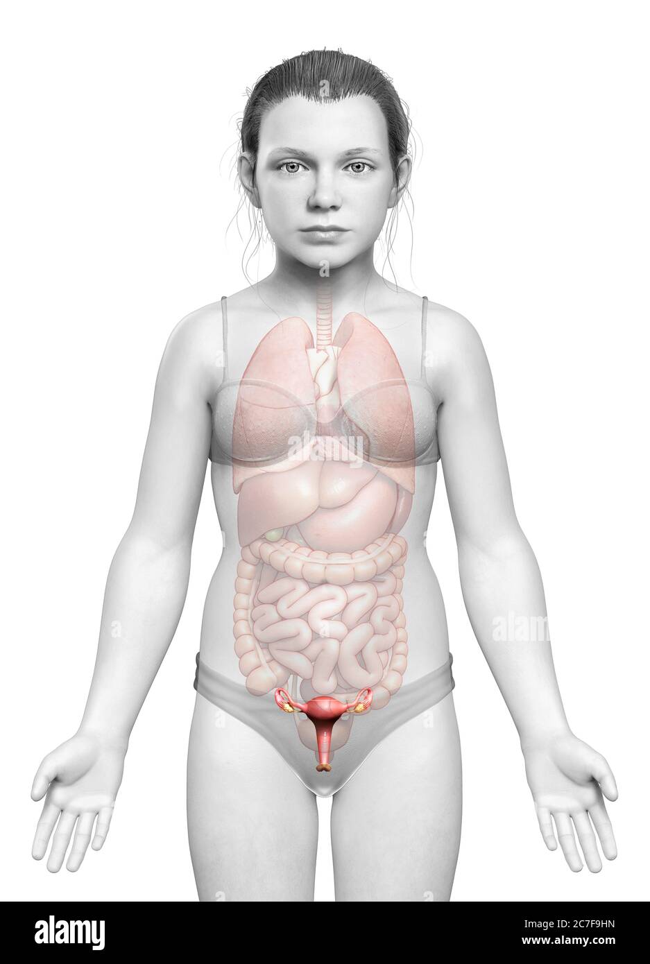 Anatomia Del Utero Diagram My Xxx Hot Girl
