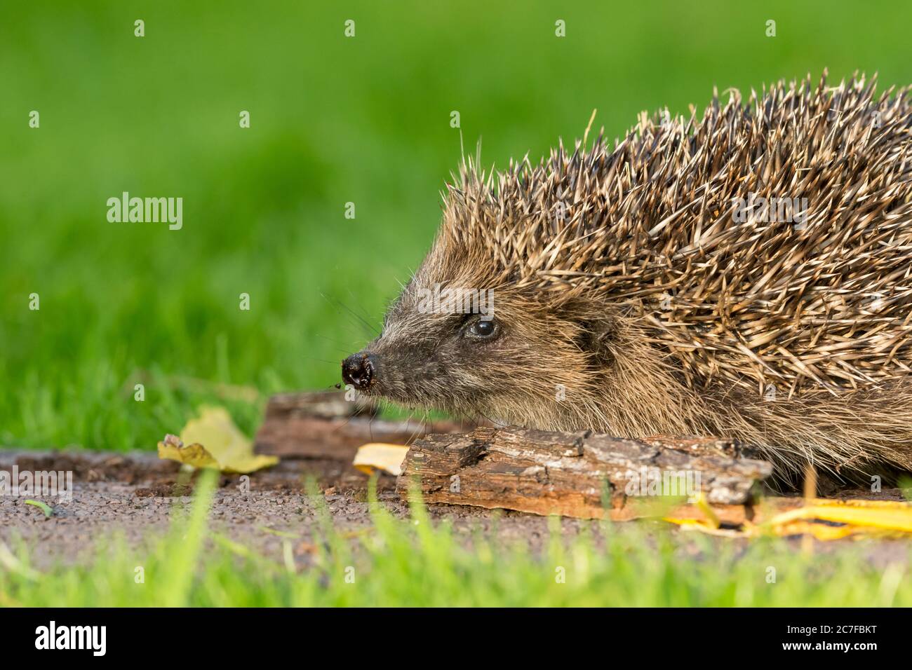 Hedgehog (nombre científico o latino: Erinaceus europaeus) primer plano de la cabeza y los hombros de un hedgehog salvaje, nativo, europeo, mirando hacia la izquierda. Foto de stock