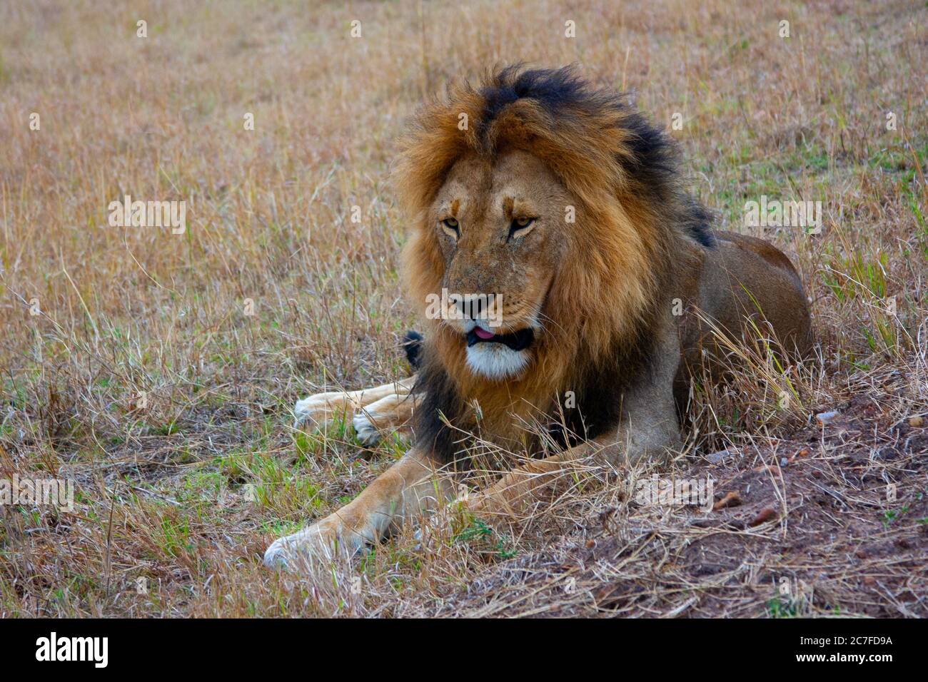 León solitario (Panthera leo) fotografiado en la naturaleza Foto de stock