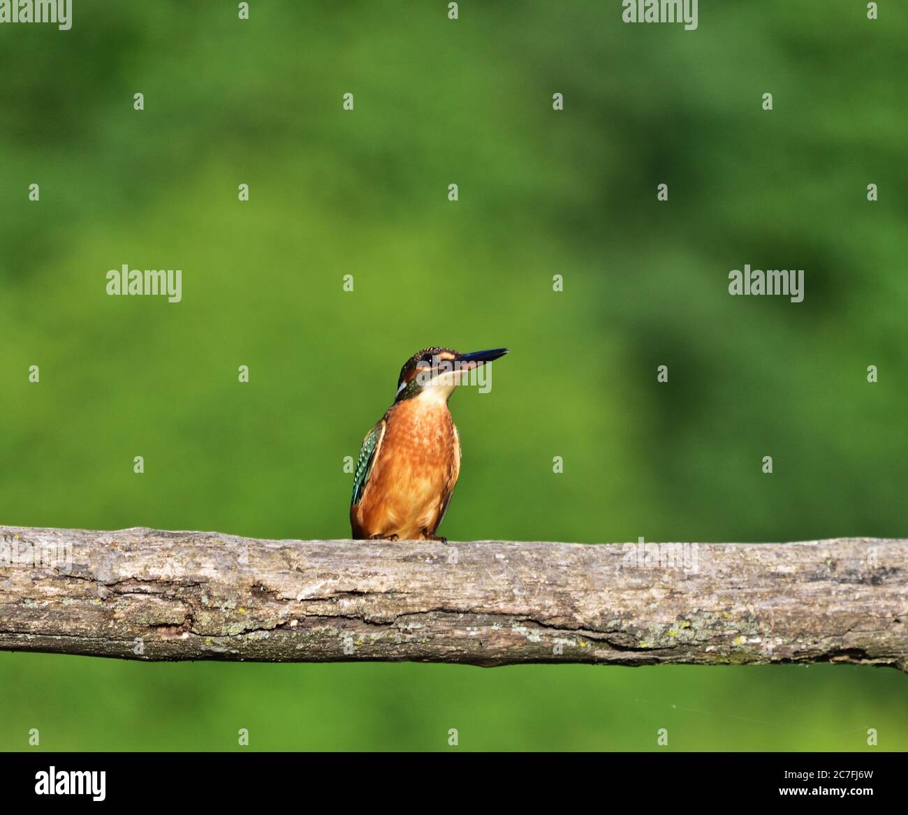 Común Kingfisher - Alcedo atthis Foto de stock