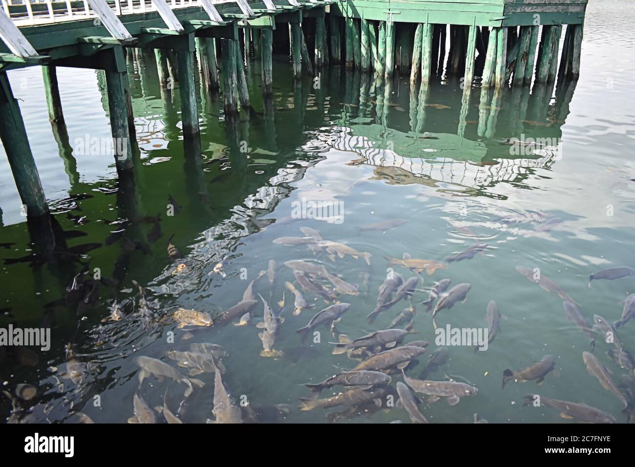 Un gran número de peces se encuentra en Mansar Lake Jammu India. Foto de stock