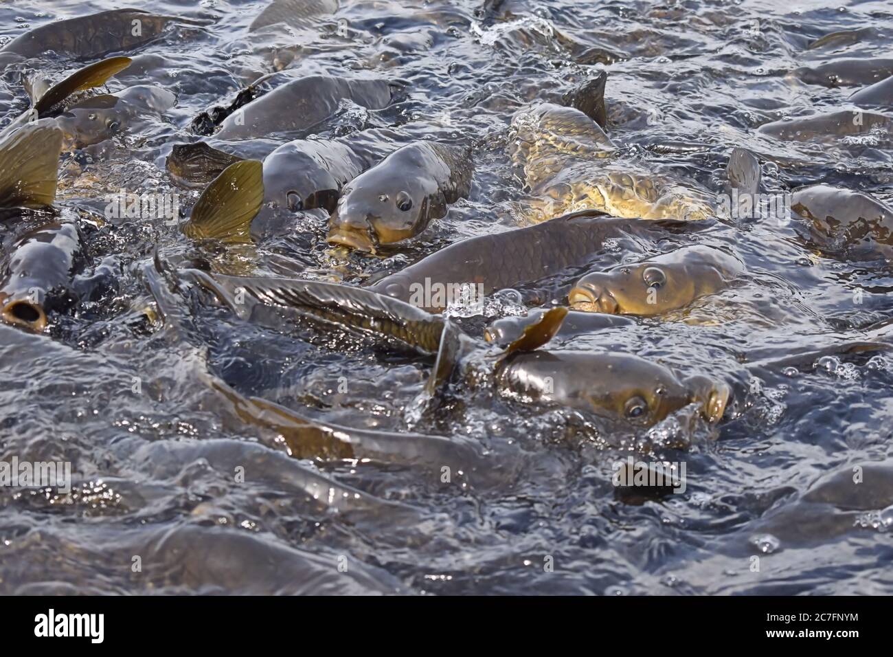 Un gran número de peces se encuentra en Mansar Lake Jammu India. Foto de stock
