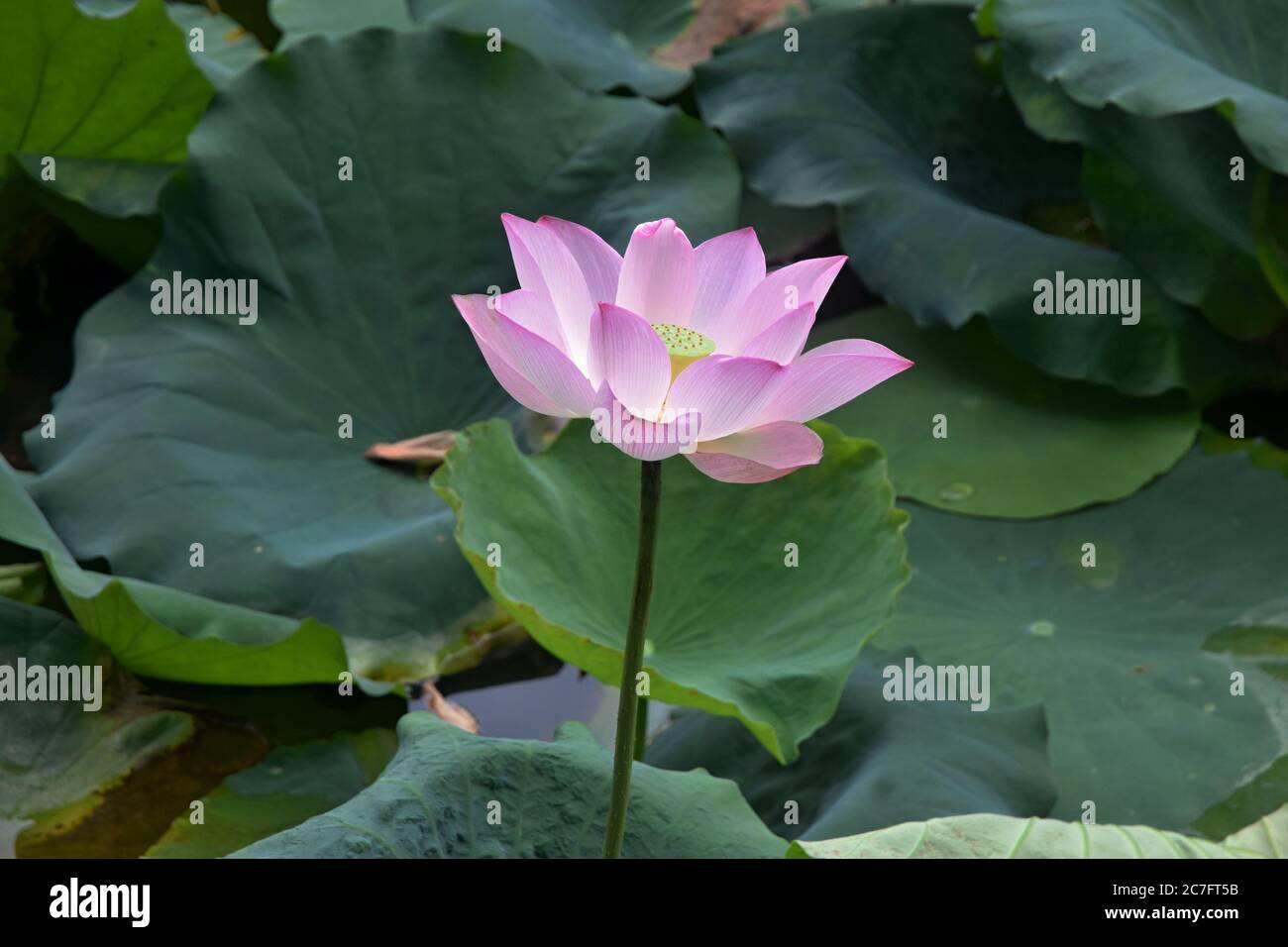 Flor de loto - símbolo de la belleza divina y la pureza. Pequeño lago cubierto de loto en plena floración. Foto de stock