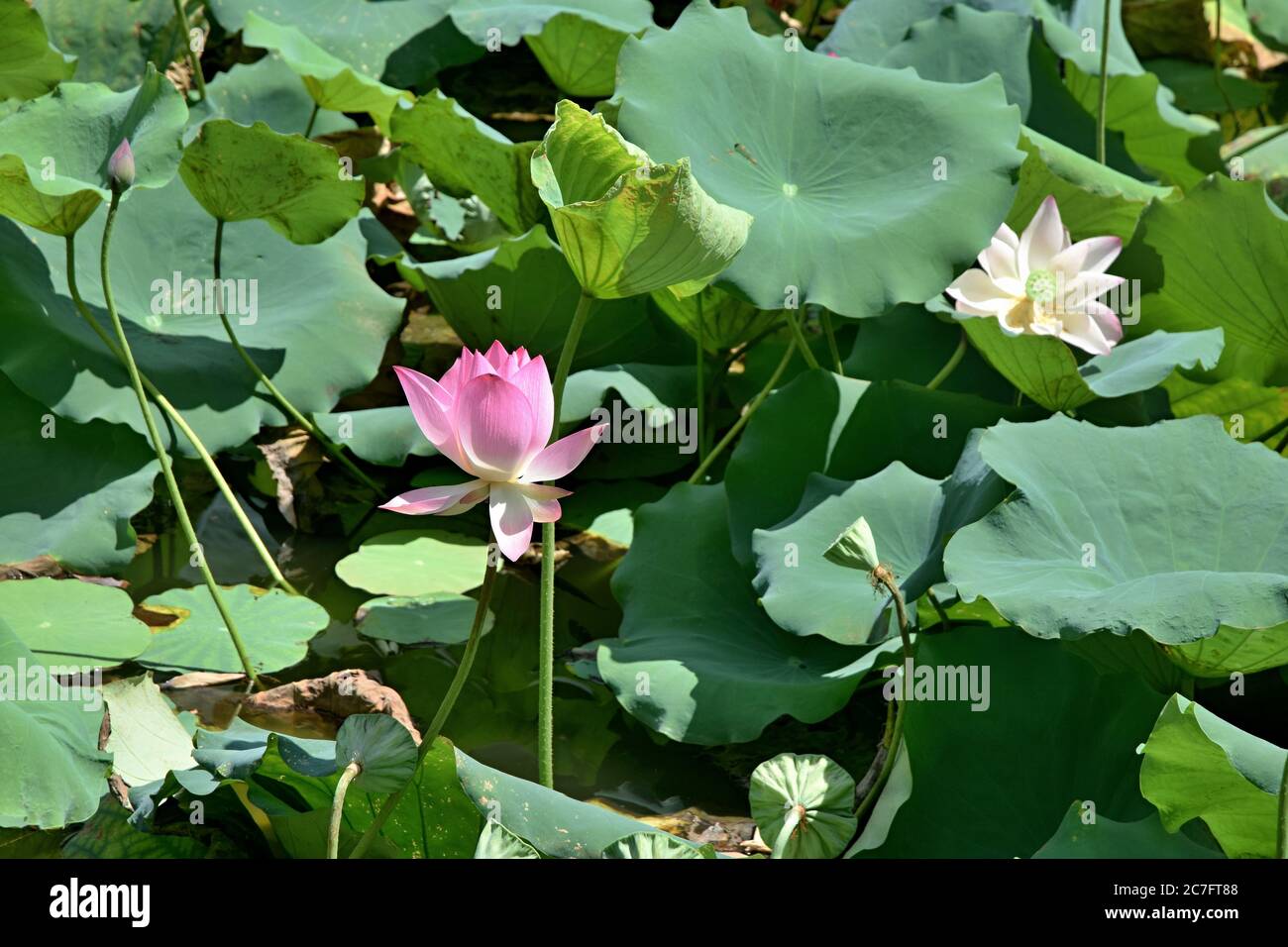 Flor de loto - símbolo de la belleza divina y la pureza. Pequeño lago cubierto de loto en plena floración. Foto de stock