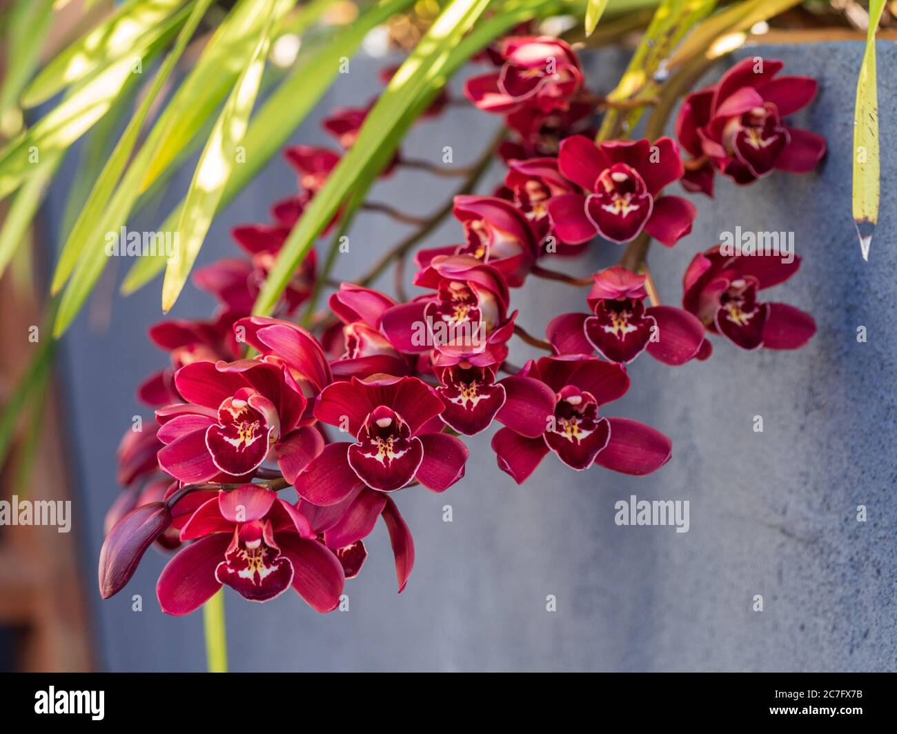 Flores de orquídeas de Cymbidium rojo magenta oscuro Fotografía de stock -  Alamy