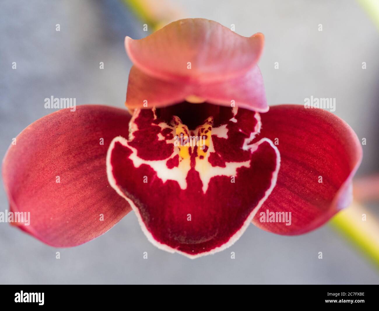 Gloriosa orquídea de color rojo oscuro en flor de invierno, desde el frente  Fotografía de stock - Alamy