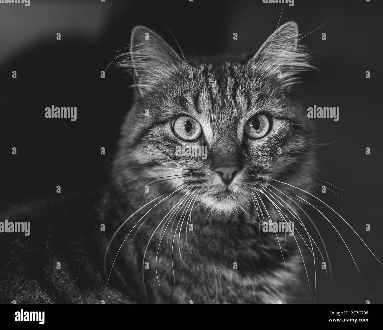 Escala de grises de un gato esponjoso mirando hacia arriba contra un esponjoso antecedentes