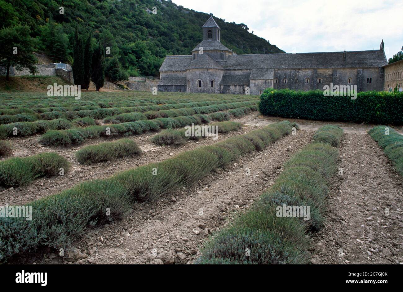 Abbaye de Senanque Vaucluse Provence Francia Lavanda monjes cistercienses que vivían aquí vivían bajo la regla simplista de San Benito Foto de stock
