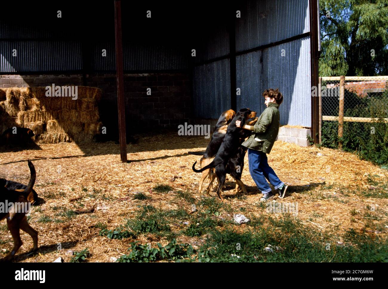 Bloodhounds saltan a su dueño en saludo Foto de stock
