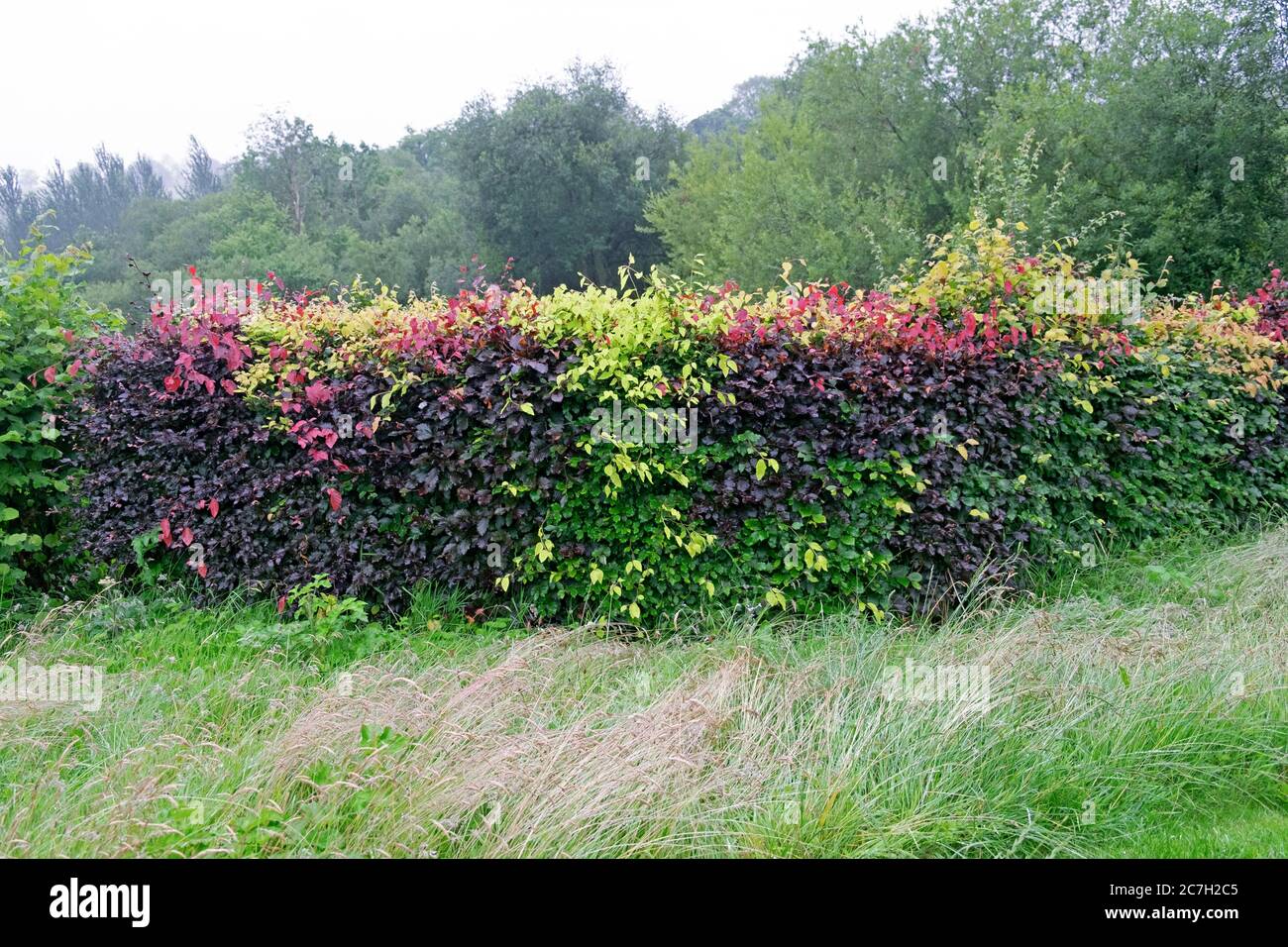 Hojas rojas y verdes de una cobertura de haya en julio, verano y hierba larga de césped permitido crecer en un día lluvioso en Carmarthenshire Wales Reino Unido KATHY DEWITT Foto de stock