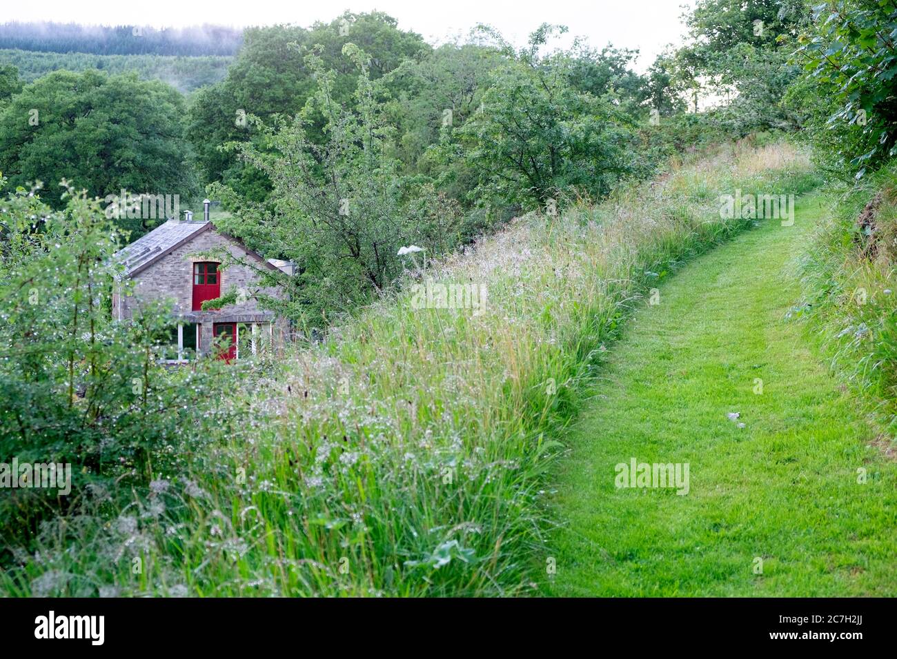 Rewilding tira de largo sobrecrecido hierbas y hierbas silvestres y el camino de la mown y casa rural renovado granero en el campo galés Gales Reino Unido KATHY DEWITT Foto de stock